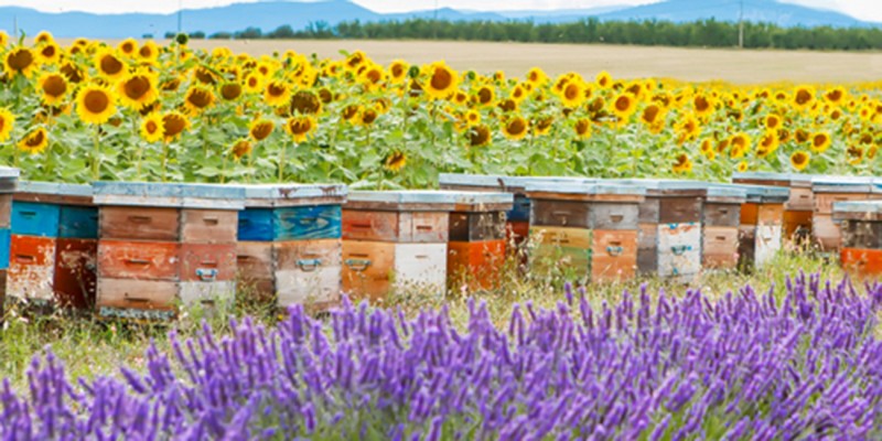 Bienenfutter Das Bienenjahr Header links