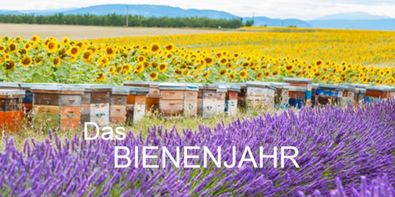 Bienenfutter Das Bienenjahr Header rechts