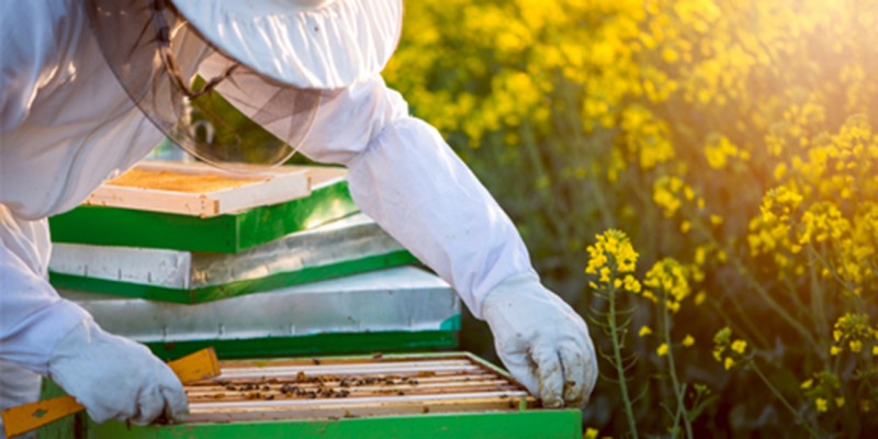 Bienenfutter Fütterungsanlässe ambrosia® Header links