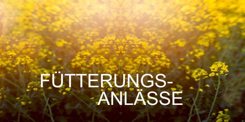 Bienenfutter Fütterungsanlässe ambrosia® Header rechts