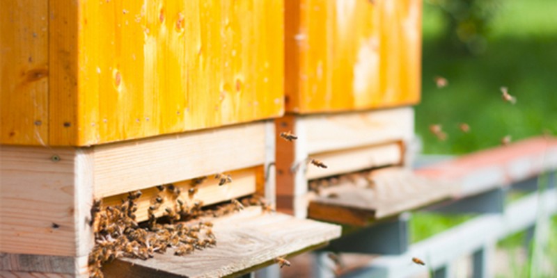 Bienenfutter Ratgeber Header Links