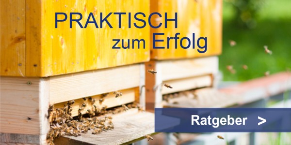 Bienenfutter Ratgeber Teaser