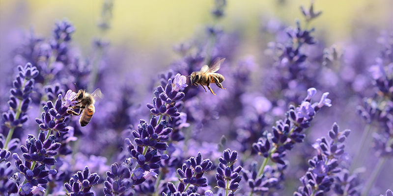 Bienenfutter Teig ambrosia® Anwendung